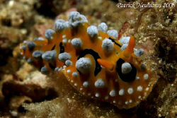 Anilao June 2008 taken with Canon 400D+100mm macro lens..... by Patrick Neumann 